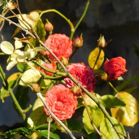 Zaruby Gasthuis Smolenice